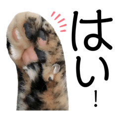 maple_20210324185910