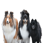 DOGDOG Sticker7