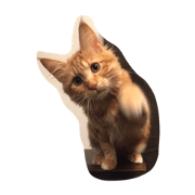 Rex -MaineCoon