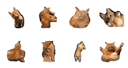 Rex -MaineCoon
