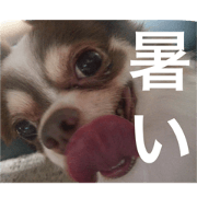 I love dog koma