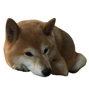Japanese Shiba Inu "HINA"