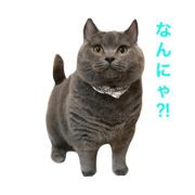 Cat's sister Moco and Coco stamp