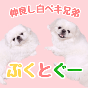 pugustagram