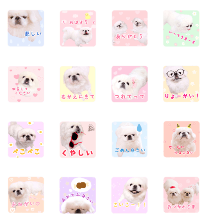 pugustagram