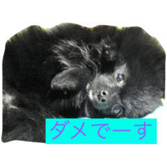 Black Pomeranian live action  3