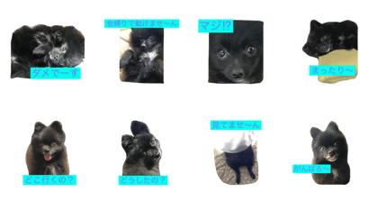 Black Pomeranian live action  3