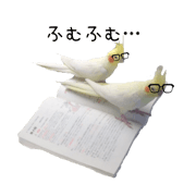 Nymphicus hcus stickers