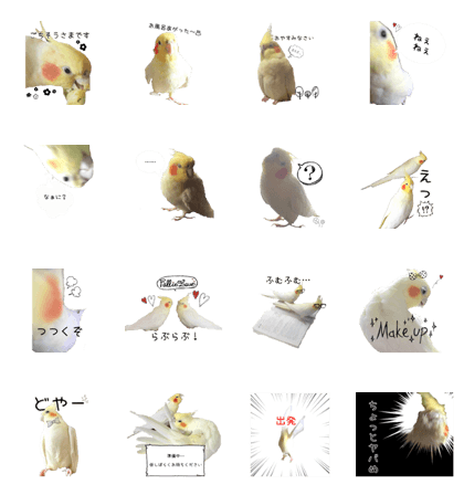 Nymphicus hcus stickers