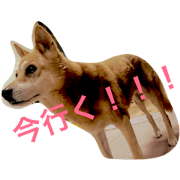 Kapi chan 2