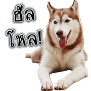 Husky-Husko