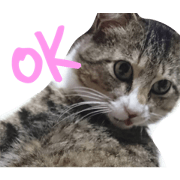 nyaachan1