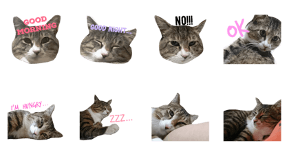 nyaachan1