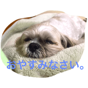 Shih tzu  "uzura"