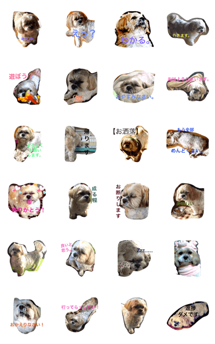 Shih tzu  "uzura"
