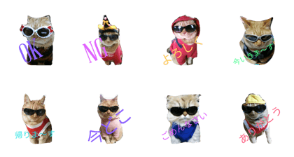 catgiasses