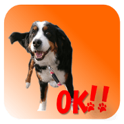 Bernese Sticker