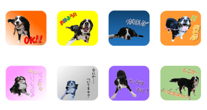 Bernese Sticker