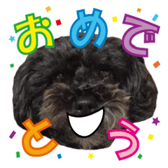 The toy poodle photo sticker 2