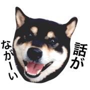 Sticker of a black shibainu"Hijiki"