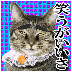 リアルキジトラ 笑える猫写真１ Line スタンプ Line Store