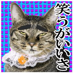 リアルキジトラ 笑える猫写真1 Line スタンプ Line Store リアルキジトラ 笑える猫写真1 Line スタンプ Line Store
