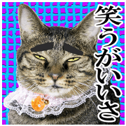 Laughable cat family