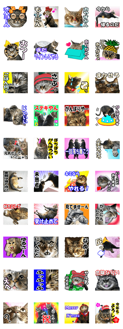 Laughable cat family