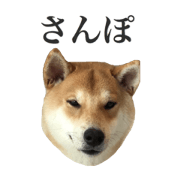 ShibaInu Kotetsu