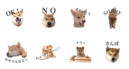 ShibaInu Kotetsu
