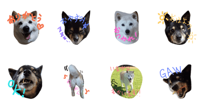 ladydog