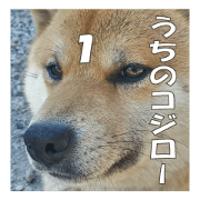 My Shiba Inu "Kojiro" No1