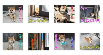My Shiba Inu "Kojiro" No1