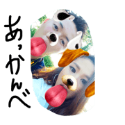 seriai