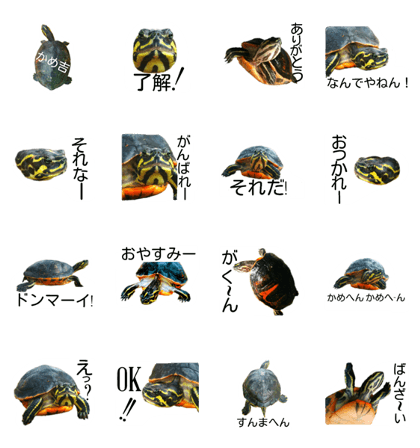 TURTLE KAMEKICHI