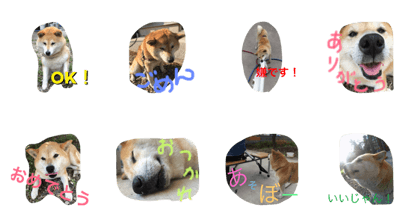 momotasu2