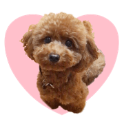 toypoodle kokona