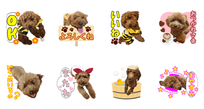 toypoodle kokona