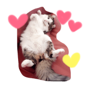 American curl JILL