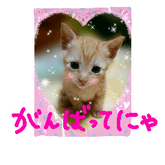 sticker of a cute kitten