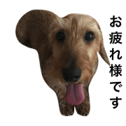 Annie is miniature Dachshund.