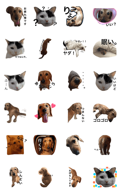 Annie is miniature Dachshund.