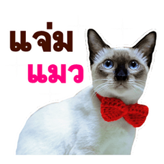 Kanomtarn - The siamese cat