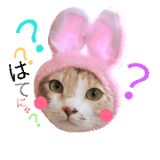 Blooming cat *2