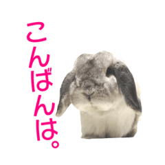 rabbit o-ton