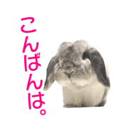 rabbit o-ton