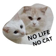 no life no cat