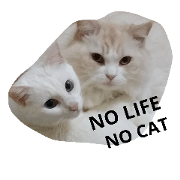 no life no cat