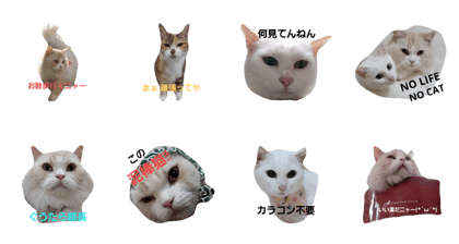 no life no cat