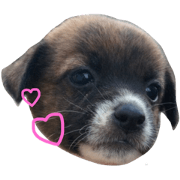 ryukyudog HANA